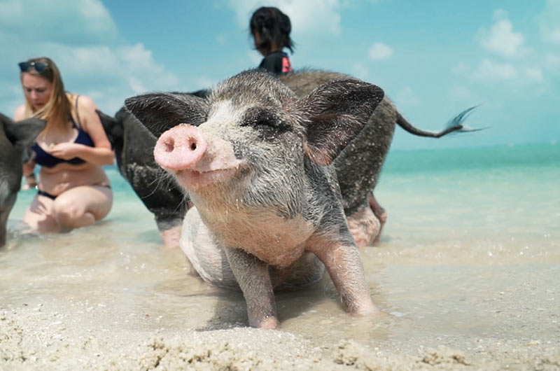 Koh Samui Activity Guide-Ayany